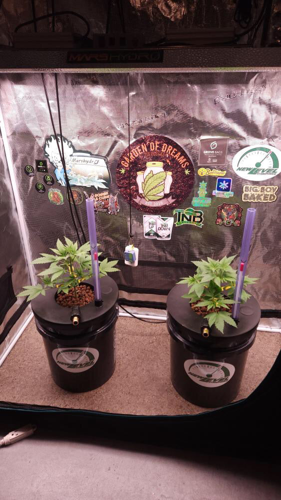 5 Gallon 2 Site DWC Venturi fill/drain system