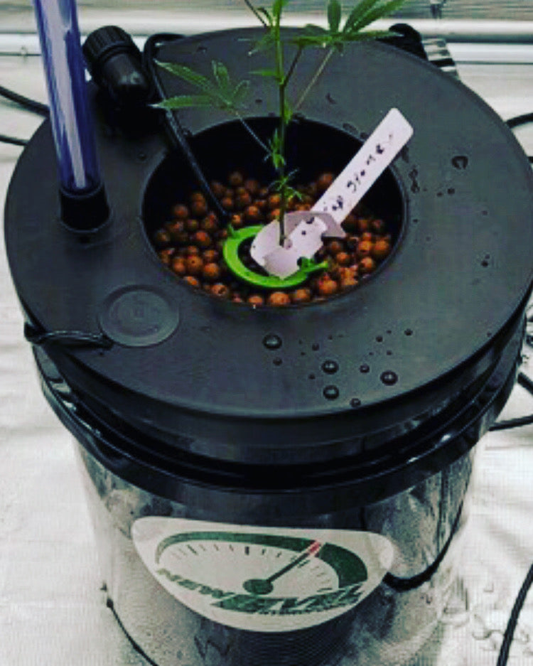 DWC VENTURI DRIP BUCKET  w/ pump guard - SINGLE 5 GALLON