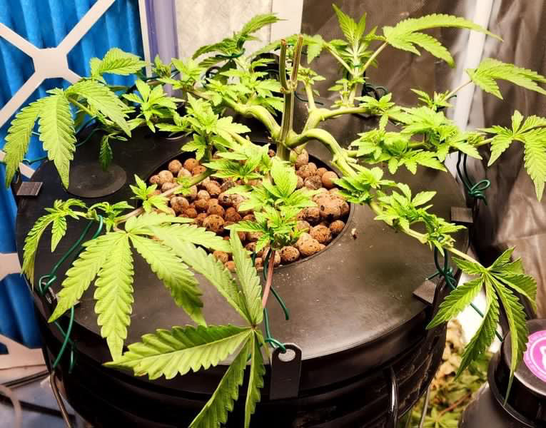 Press-on LST Tie Down Clips