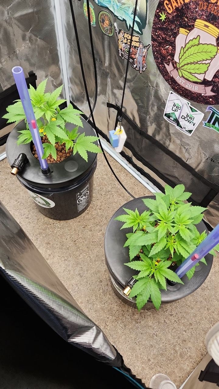 3.5 Gallon 2 Site DWC Venturi fill/drain system